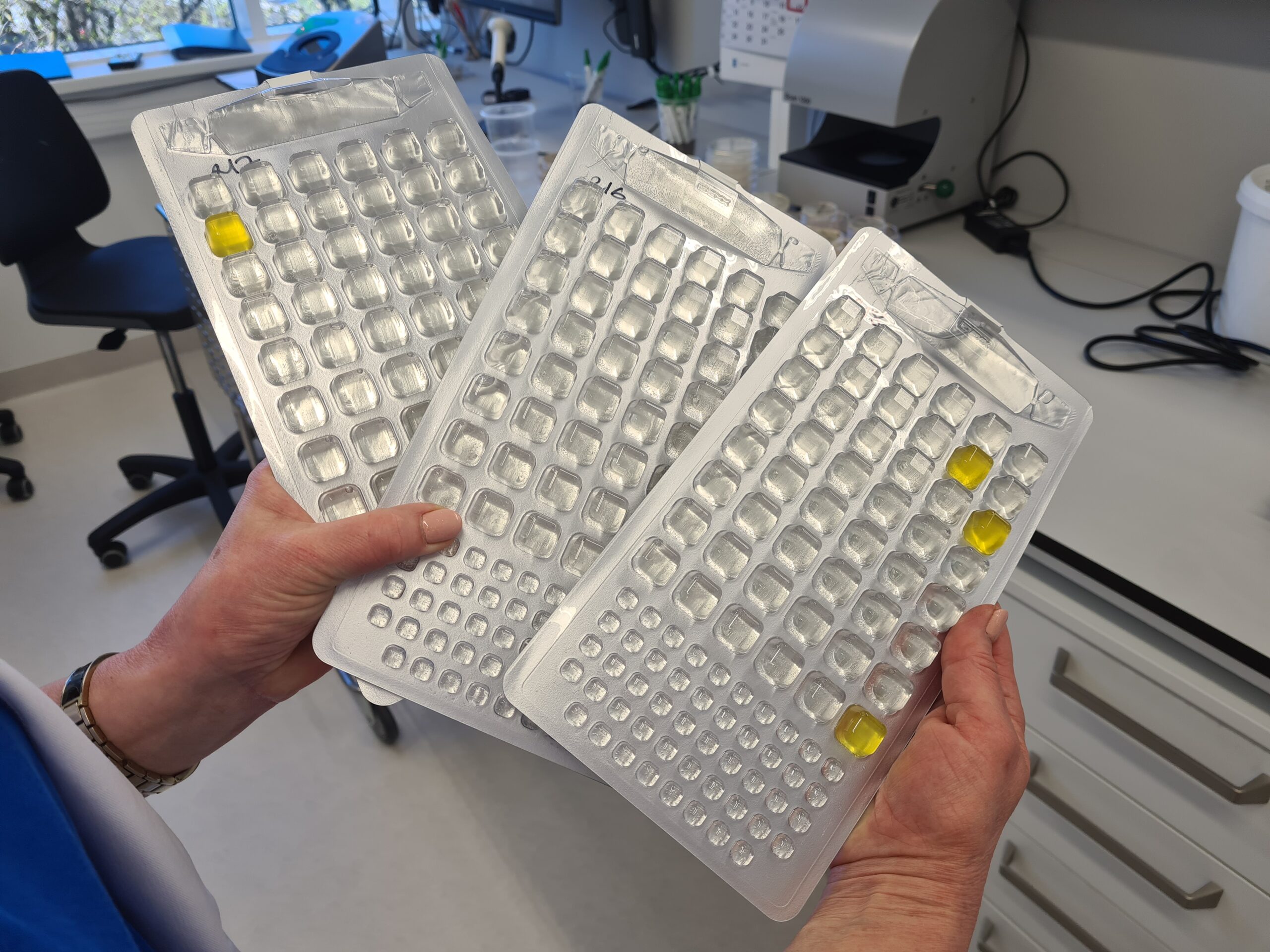 Kressaare joogivees esinenud kolibakteri serotüübi määramiseks viidi täiendavalt läbi PCR-analüüs, mille tulemusel on tegemist E.coli vormiga, mis ei ole kõige toksilisem tüüp, kuid langeb kokku patsientidel esinenud sümptomitega. Foto: Terviseamet