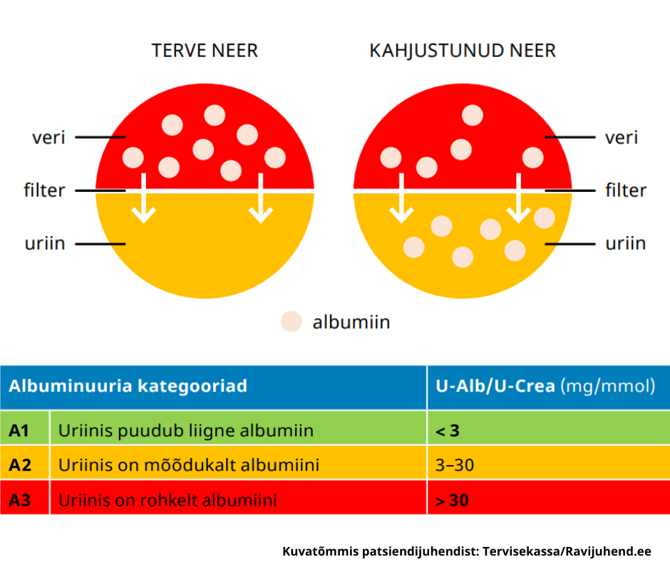 Uriinianalüüsi käigus määratakse uriini albumiinisisaldus ning albumiini ja kreatiniini suhe (U-Alb/U-Crea). Kuvatõmmis: Tervisekassa/Ravijuhend.ee